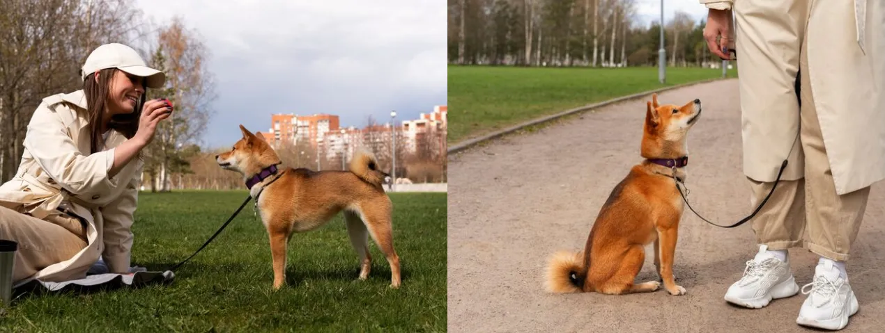 Why More Dog Owners Are Choosing GPS Dog Collars for Off-Leash Freedom