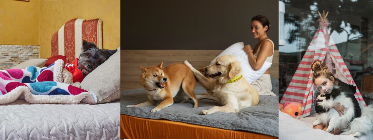 Why Cooling Dog Beds Are Becoming Essential for Modern Pet Parents