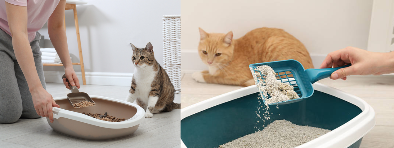 How Smart Pet Technology Is Changing the Way We Care for Cats at Home
