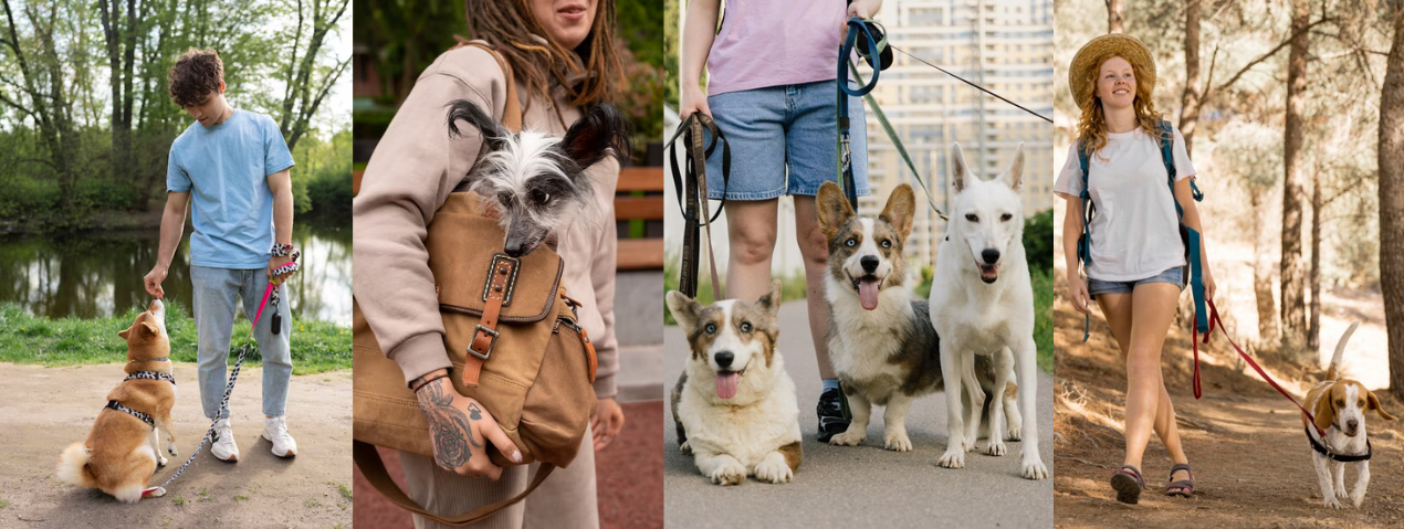 Best No-Pull Dog Harness for Comfortable Walks