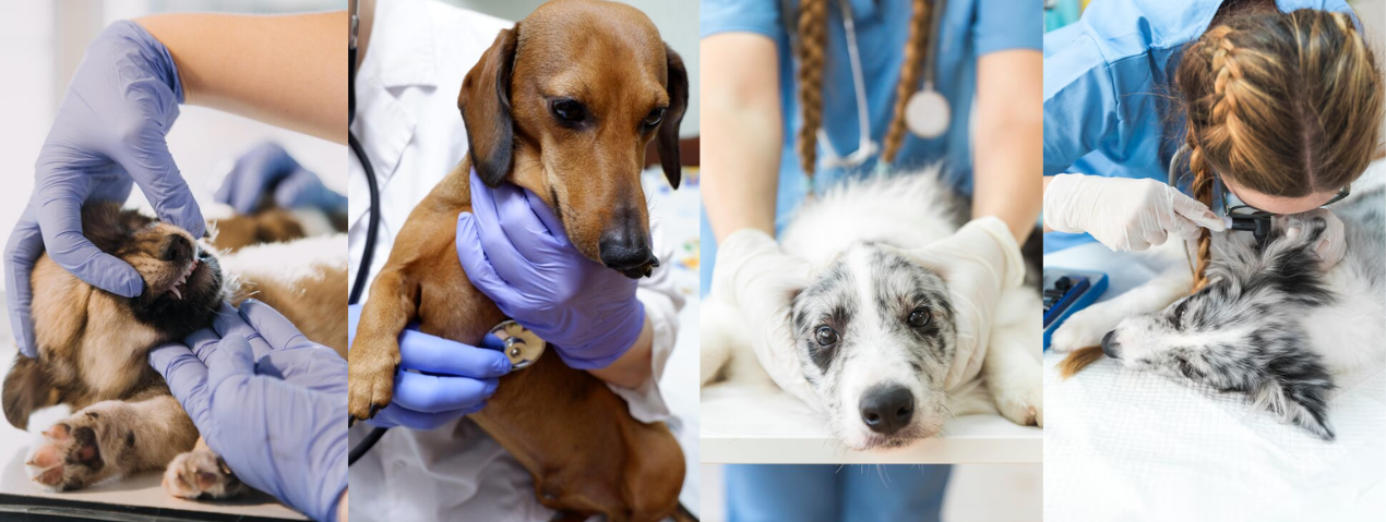 Zumalka Guide: Natural Pet Wellness, Immune Support & Holistic Homeopathic Care for Pets